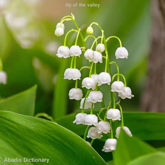 lily of the valley
